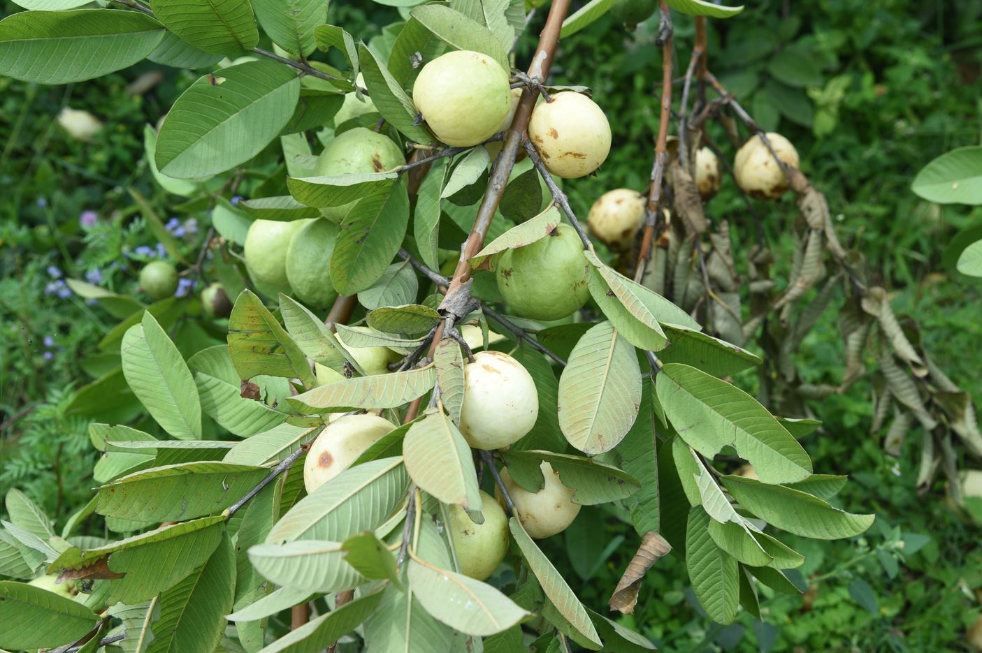 Guava Organic Food (1 kg) - Image 5