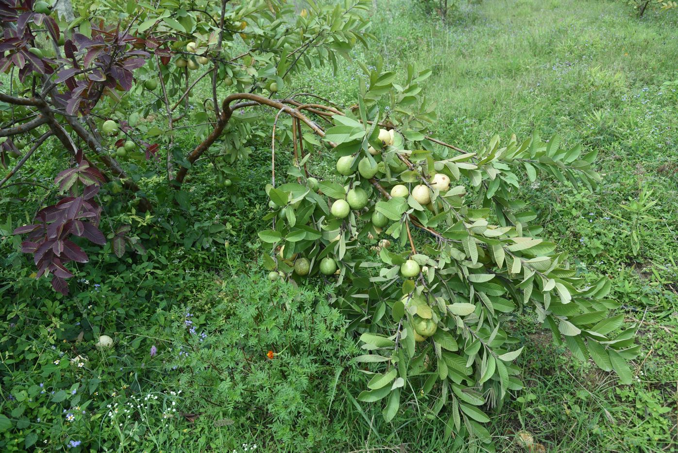 Guava Organic Food (1 kg) - Image 4