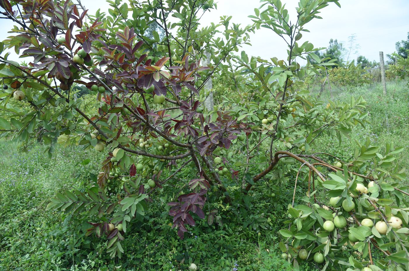 Guava Organic Food (1 kg) - Image 2