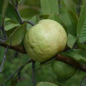 Guava Organic Food (1 kg)